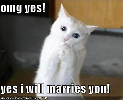 excited-proposal-cat.jpg